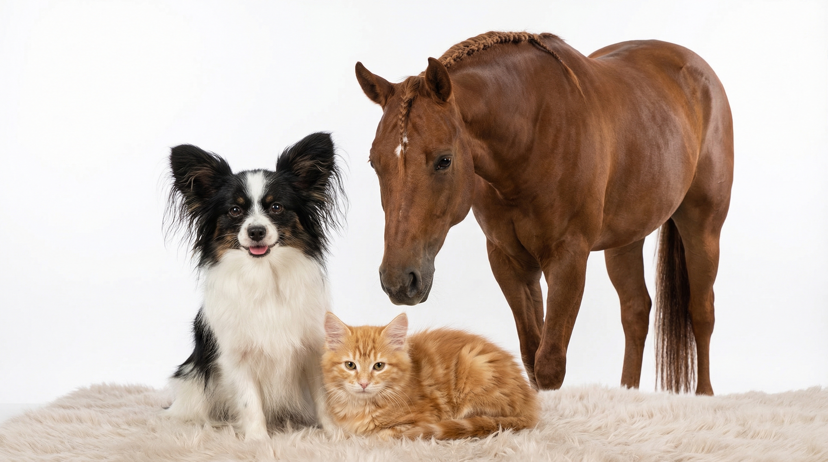 Schutzfell für deine Tiere